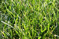Tall Fescue Grass Seeds 100 Count | Durable Cool-Season Turf Grass Festuca arundinacea 'Fawn'