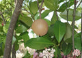Mamey Apple Live Fruit Tree – 12-24 Inch Mammea americana Tropical Edible Landscape Plant