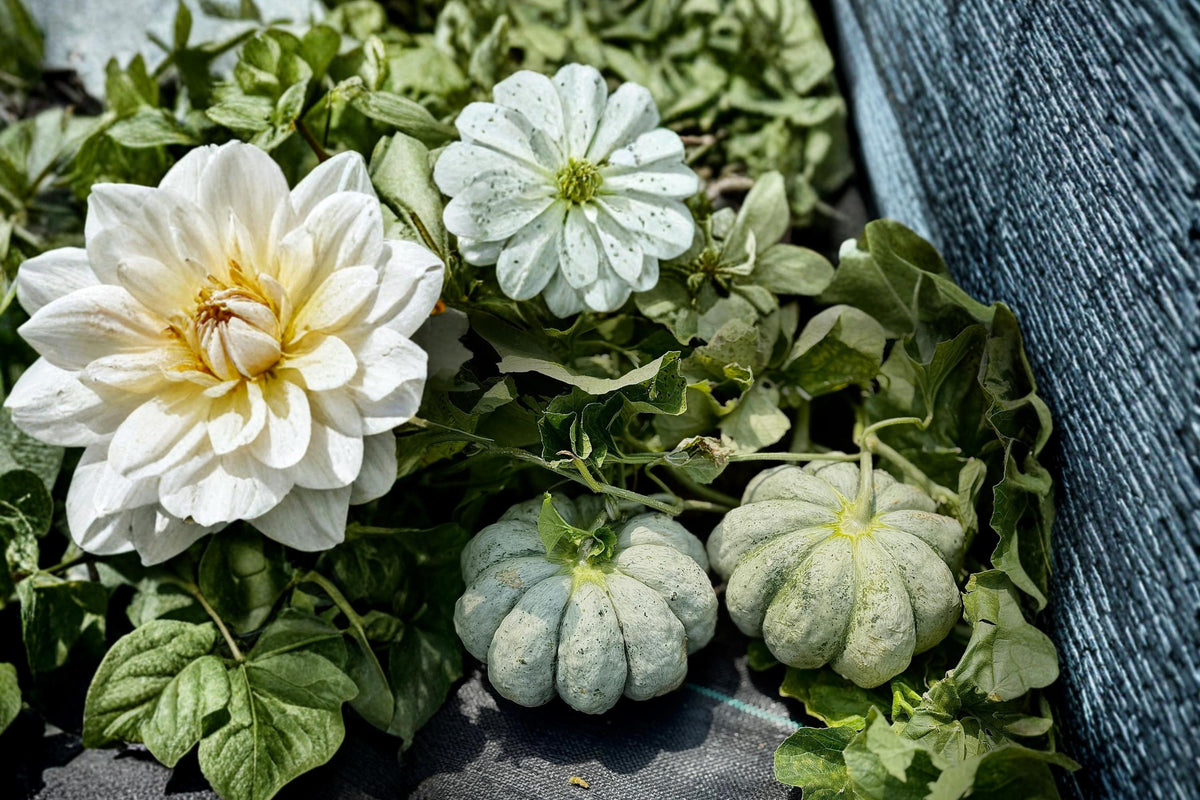 10 Seeds Prescott Fond Blanc Melon Heirloom Cucumis melo