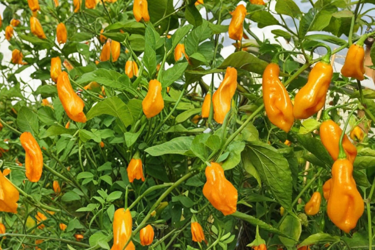 10 Seeds Trinidad Perfume Pepper Capsicum chinense Sweet Mild