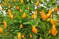 Trinidad Perfume Pepper Seeds 10 Pack - Capsicum chinense, Sweet Mild Flavor, Aromatic Pepper for Garden or Container Planting