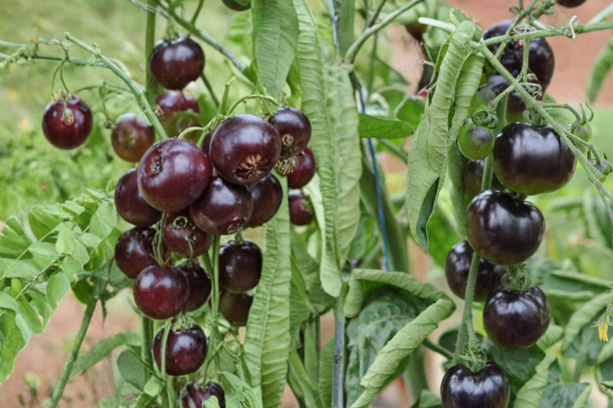 100 Seeds Black Pearl Cherry Tomato Solanum lycopersicum Dark Cherry