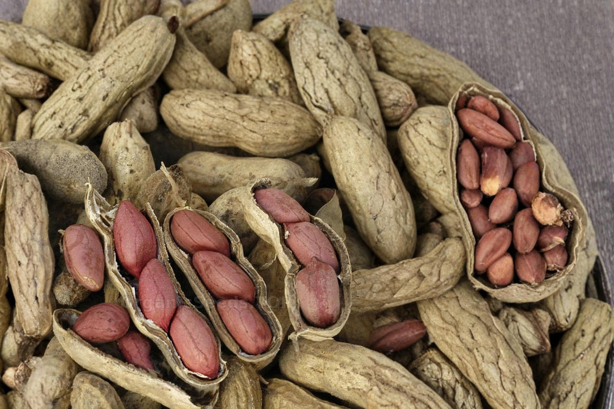 20 Seeds Tennessee Red Peanut Arachis hypogaea Heirloom Legume