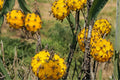 30 Seeds Yellow Dragon Fruit Hylocereus megalanthus Tropical Climbing Cactus