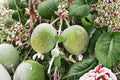 Pineapple Guava Seeds 30 Pack - Acca sellowiana - Edible Fruit Shrub Seeds for Home Gardening, Tropical Fruit Plant
