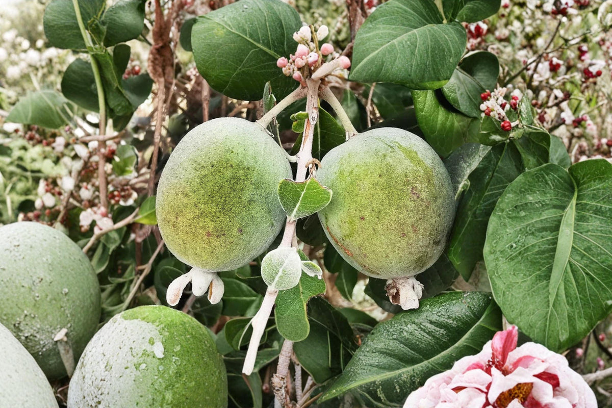 30 Seeds Pineapple Guava Acca sellowiana Feijoa Fruit Shrub