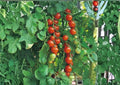 Isis Candy Cherry Tomato Seeds, Heirloom Red and Gold Marbled, Sweet, High Yield, Solanum lycopersicum