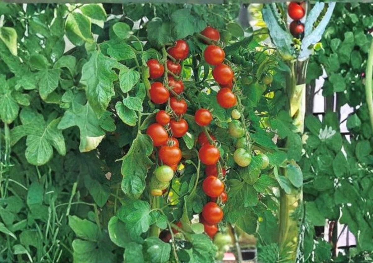 Isis Candy Cherry Tomato Seeds, Heirloom Red and Gold Marbled, Sweet, High Yield, Solanum lycopersicum