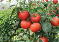 Burpee Big Boy Tomato Seeds, Heirloom-Style, Non-GMO, Large Red Slicing Tomatoes, High Yield Vegetable Seeds for Garden Planting