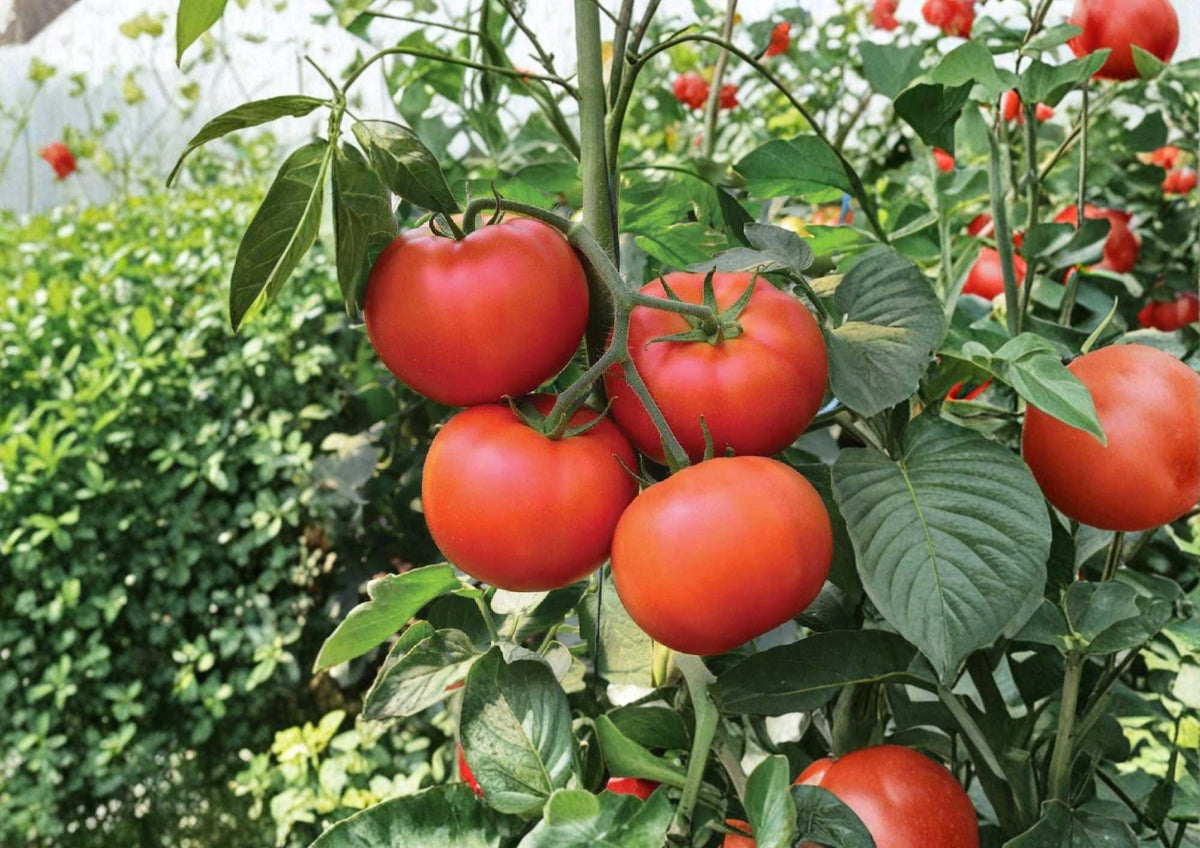 Burpee Big Boy Tomato Seeds, Heirloom-Style, Non-GMO, Large Red Slicing Tomatoes, High Yield Vegetable Seeds for Garden Planting