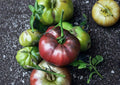 Black Sea Man Tomato Seeds – Heirloom Rare Vegetable Seeds for Garden, Medium Dark Purple Red Fruits, High Yield, Rich Flavor