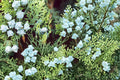 30 Seeds Oriental Arborvitae Platycladus orientalis Evergreen Tree