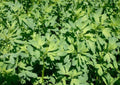 1500+ Alfalfa Microgreens Seeds Non-GMO Heirloom Cover Crop for Sprouting, Salad Greens, Garden Planting