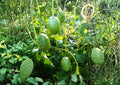 West Indian Gherkin Seeds | Rare Burr Spike Cucumber Seeds for Pickling & Garden Planting | High Yield Spiny Mini Cucumbers