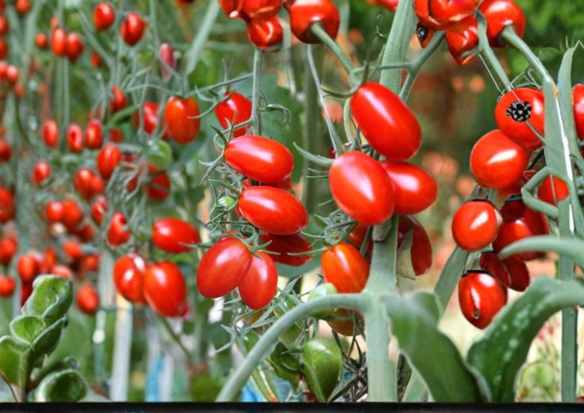 Napoli Tomato Seeds Heirloom Non-GMO Vegetable Seeds for Garden, Italian Paste Plum Tomatoes for Canning and Cooking