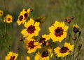 200+ Plains Coreopsis Seeds - Drought-Resistant Wildflower Seeds for Garden, Bright Yellow, Pollinator-Friendly, Easy Grow, Coreopsis tinctoria