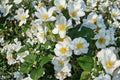 White Climbing Rose Bare Root Plant – Rosa spp. Flowering Climber for Fences & Trellises