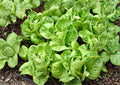 Giant Caesar Romaine Lettuce Seeds – Heirloom, High Yield, Tall Green Heads for Salad Greens, Vegetable Garden Planting