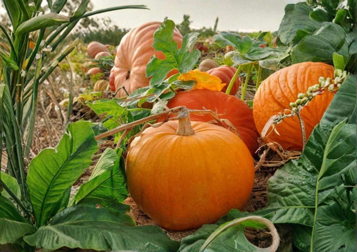 Connecticut Field Pumpkin Seeds Heirloom Vegetable Seeds for Garden Planting, Classic Orange Jack-O-Lantern Pumpkins