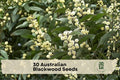 Australian Blackwood Seeds - Acacia melanoxylon Evergreen Tree for Landscaping, Ornamental, Windbreak, Warm Climate