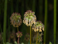 Small Burnet Seeds | Sanguisorba Minor Herb for Garden Beds & Borders | Perennial Green Foliage Plant