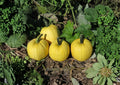 Mellow Yellow Pumpkin Seeds - Rare Ornamental Bright Yellow Gourds for Garden Planting, Decorative Fall Pumpkin Variety