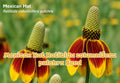 Mexican Hat Ratibida columnifera pulchra Seeds – Prairie Coneflower Native Wildflower Garden Seeds for Pollinators