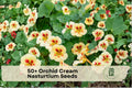 50+ Orchid Cream Nasturtium Seeds, Trailing Annual Flower for Containers, Baskets & Garden Beds, Tropaeolum majus