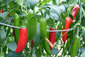 Serrano Tampiqueño Pepper Seeds, Hot Chili Pepper, Medium Heat, Green to Red, Mexican Cuisine, 25 Seeds