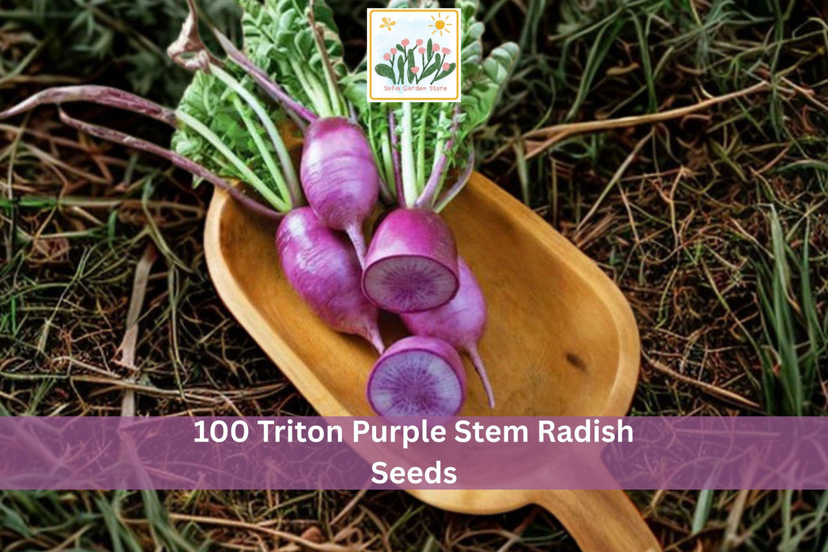 100 Triton Purple Stem Radish Seeds