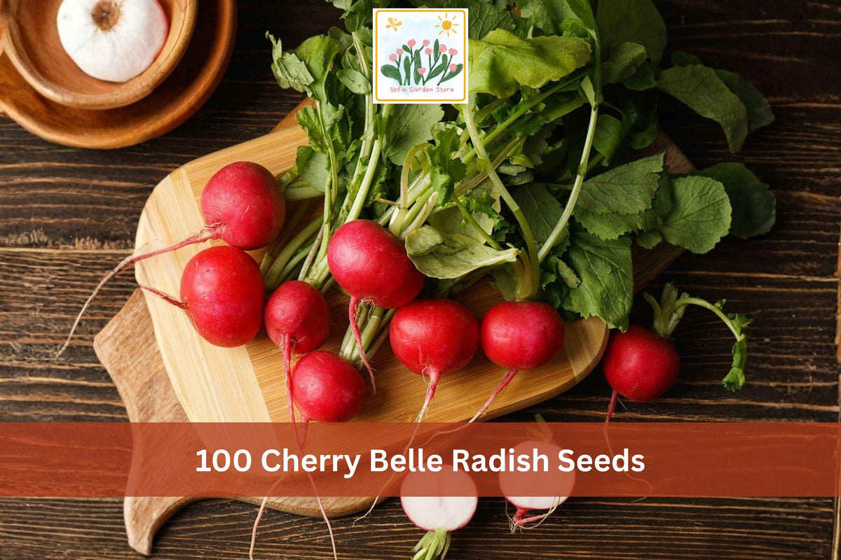 100 Cherry Belle Radish Seeds Round Red Fast Growing Crisp Vegetable for Garden Beds Containers Spring Fall Planting Heirloom