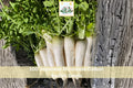 100 Seeds Japanese Minowase Daikon Radish Long White Asian Vegetable Garden