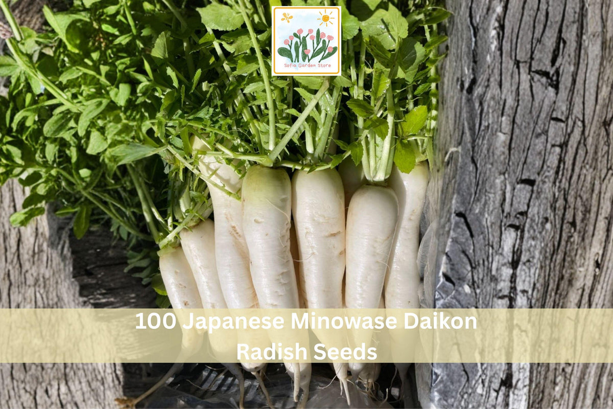 100 Seeds Japanese Minowase Daikon Radish Long White Asian Vegetable Garden