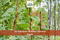 50 Seeds Red Stem Malabar Spinach Climbing Leafy Green Vine Vegetable Garden Trellis