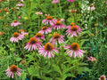 Purple Coneflower Seeds – Echinacea purpurea Heirloom Non-GMO Flower Seeds for Garden Beds & Pollinator Gardens