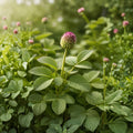 Small Burnet Seeds – Sanguisorba minor Herb for Gardens, Meadows & Naturalized Areas, 100 Seeds
