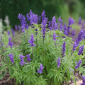 Blue Sage Seeds 100 Salvia farinacea Flowering Plant for Garden Beds & Borders, Blue Violet Blooms