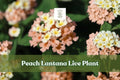 Peach Lantana Live Starter Plant | Flowering Plug for Containers & Borders | Lantana, Pollinator Friendly, Easy Care