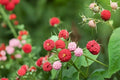 Thimbleberry Seeds - 50 Count - Edible Red Berries - Rubus parviflorus - Fruiting Shrub for Gardens and Woodland Areas