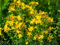 St. John’s Wort Seeds | Hypericum pyramidatum | Bright Yellow Flowering Perennial | 500 Seeds for Garden & Natural Landscaping