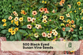 500 Black Eyed Susan Vine Seeds - Climbing Thunbergia alata Mix for Trellis & Fence, Bright Color Flowers, Fast-Growing Annual Seed Pack