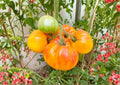 Pineapple Tomato Seeds Heirloom Non-GMO Rare Vegetable Seeds for Garden Planting, Bicolor Large Fruits, Sweet Fruity Flavor