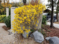 10 Seeds Weeping Forsythia Forsythia suspensa Golden Bell Shrub Yellow Spring Flower