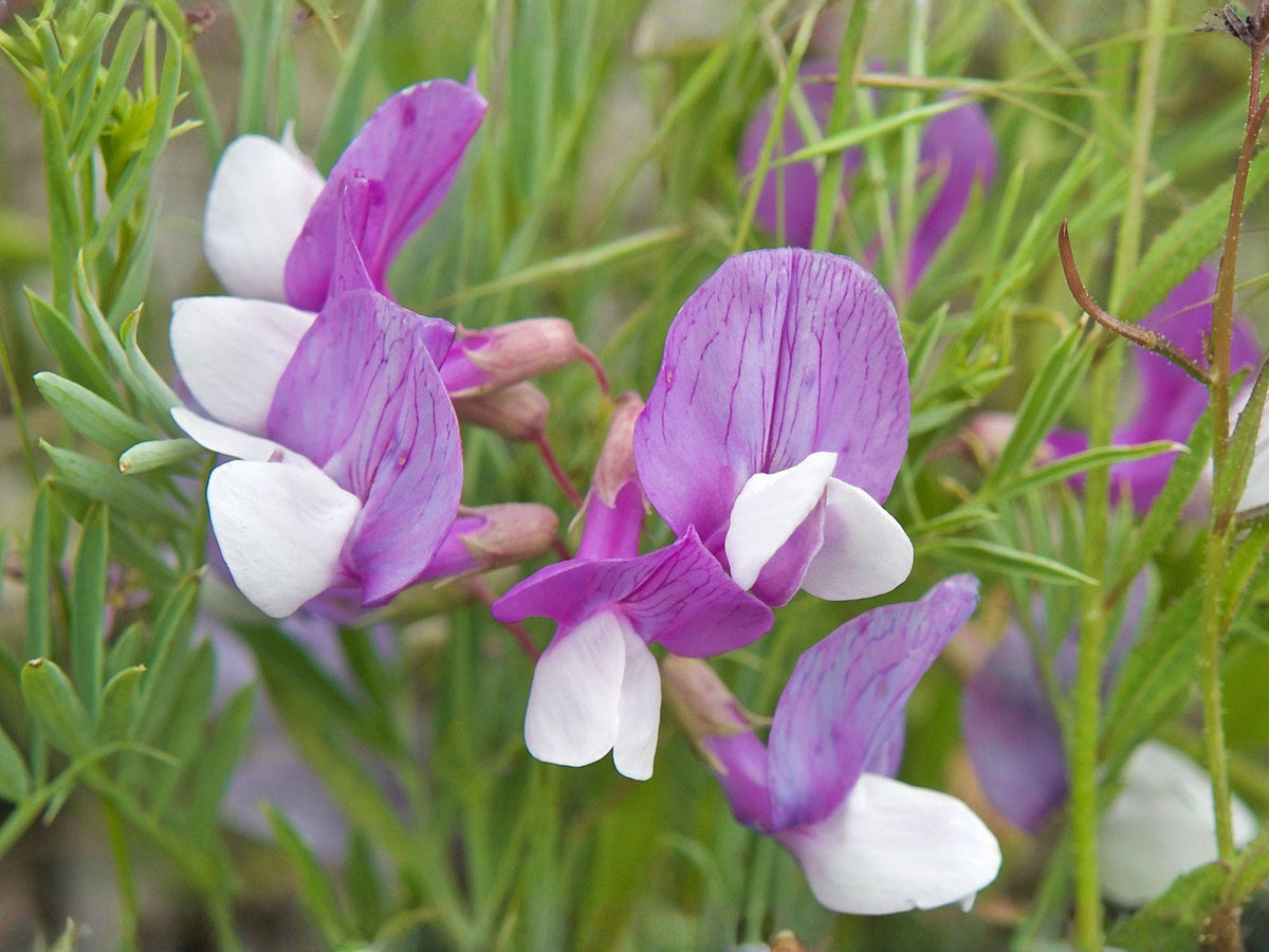 25 Seeds American Vetch Vicia americana Native Wildflower Vine Pollinator Friendly Prairie Garden