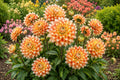Dahlia Bulb Tuber Clumps - Peaches & Cream Variety - Decorative Flowering Plant - Dahlia pinnata