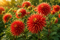 Dinner Plate Dahlia Bulb Tuber Clump Lady Darlene Large Blooming Flowers Dahlia pinnata