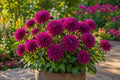 Purple Gem Cactus Dahlia Tuber Clumps – Quilled Petals, Vibrant Purple, Dahlia pinnata, Spring Planting