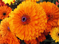 Calendula Pacific Beauty Orange Seeds – Heirloom Non-GMO Garden Flower for Borders & Cut Flowers