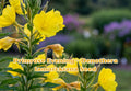 Evening Primrose Seeds 200 Bright Yellow Night Blooming Flowers Oenothera lamarckiana Perennial Biennial