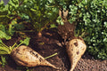 Sugar Beet Seeds – Beta vulgaris subsp. vulgaris – Edible Roots for Home Gardens and Farming